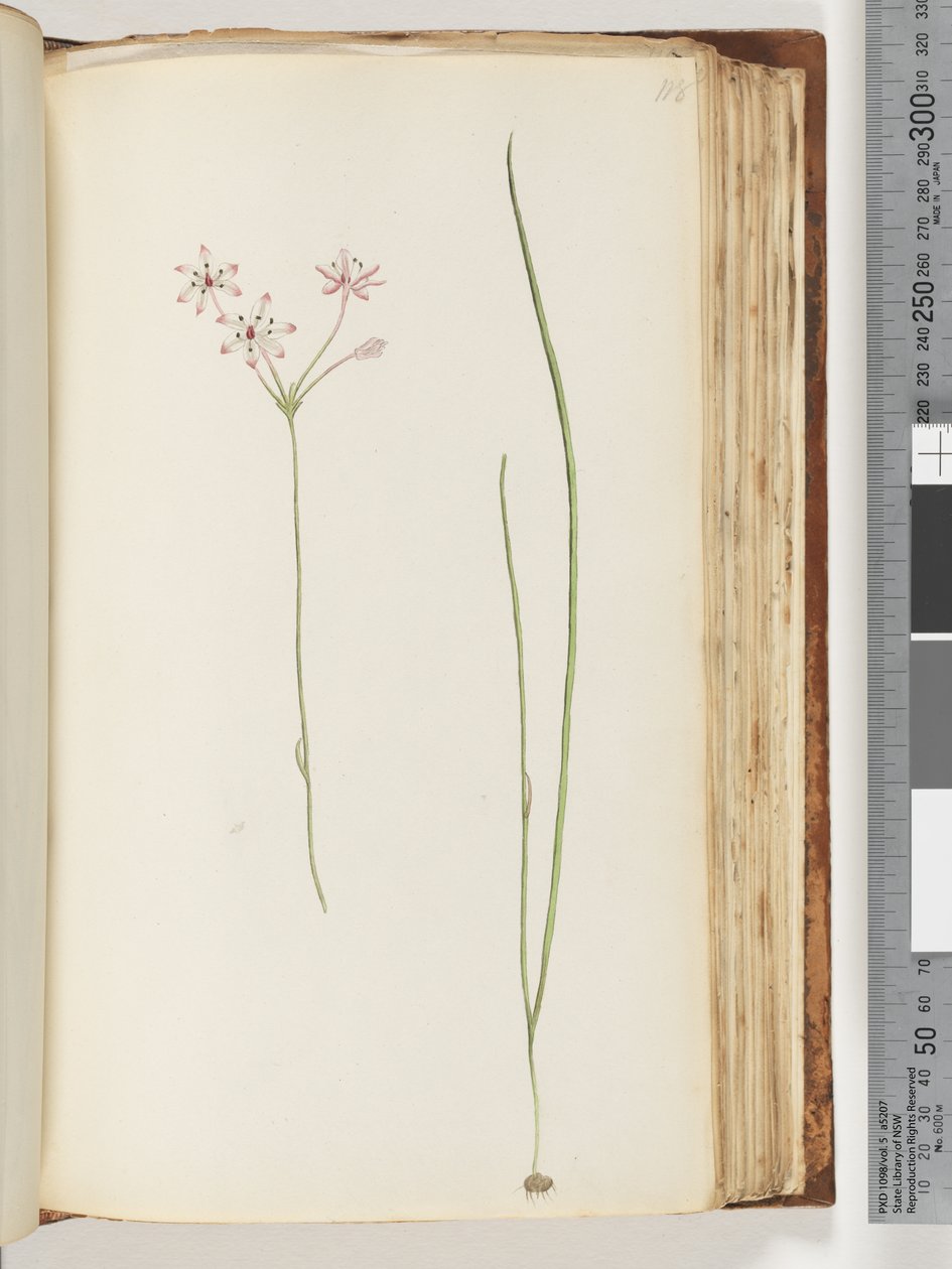 Side 118. Uidentifisert plante av Unknown artist