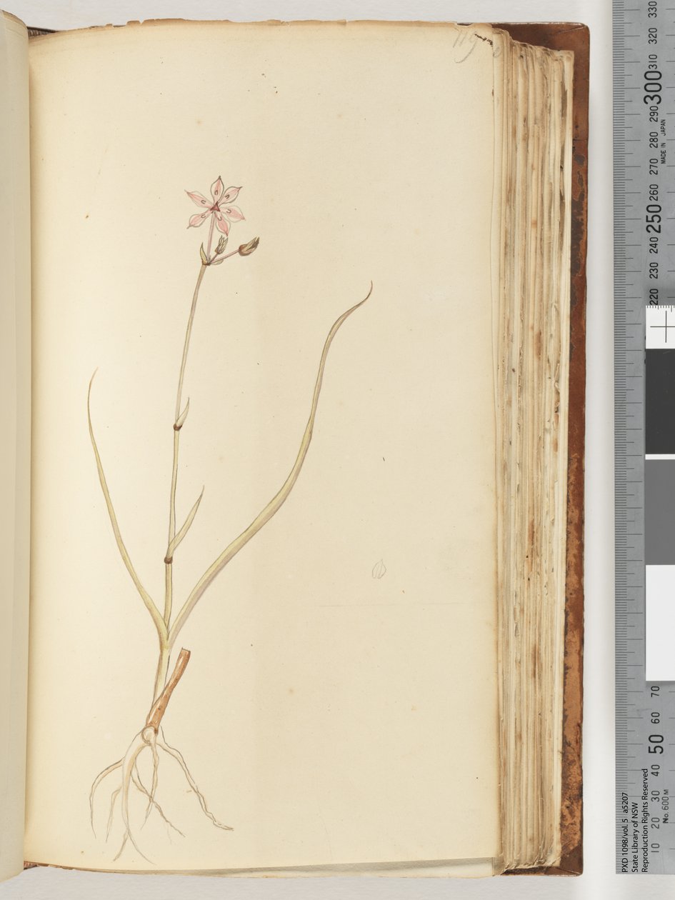 Side 119. Ingen inskripsjon, uferdig tegning, uidentifisert plante av Unknown artist