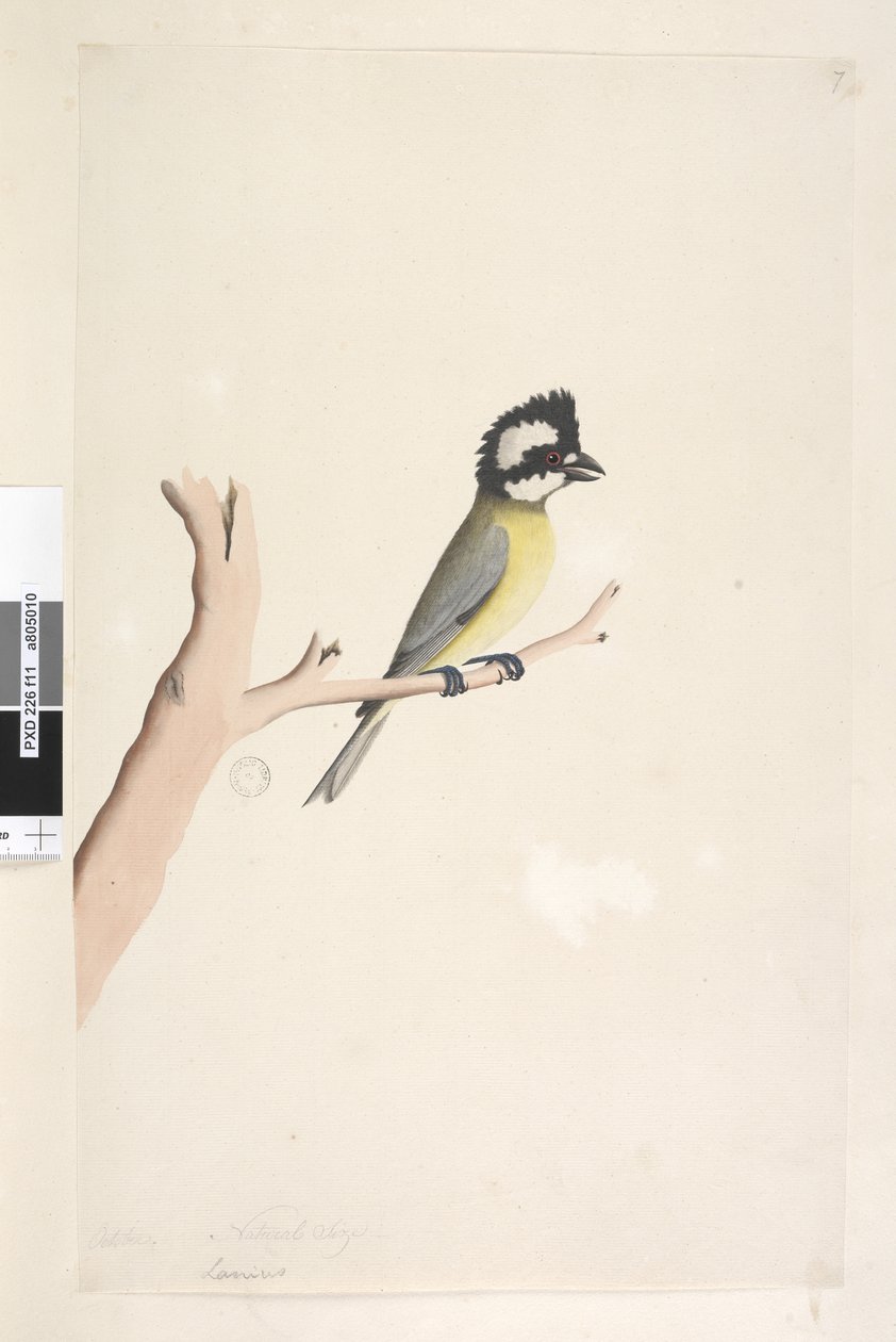 Side 11. Lanius. over tittel i annen hånd oktober. Naturlig størrelse tomfugl, meis Falcunculus frontatus, 1791-92 av Unknown artist