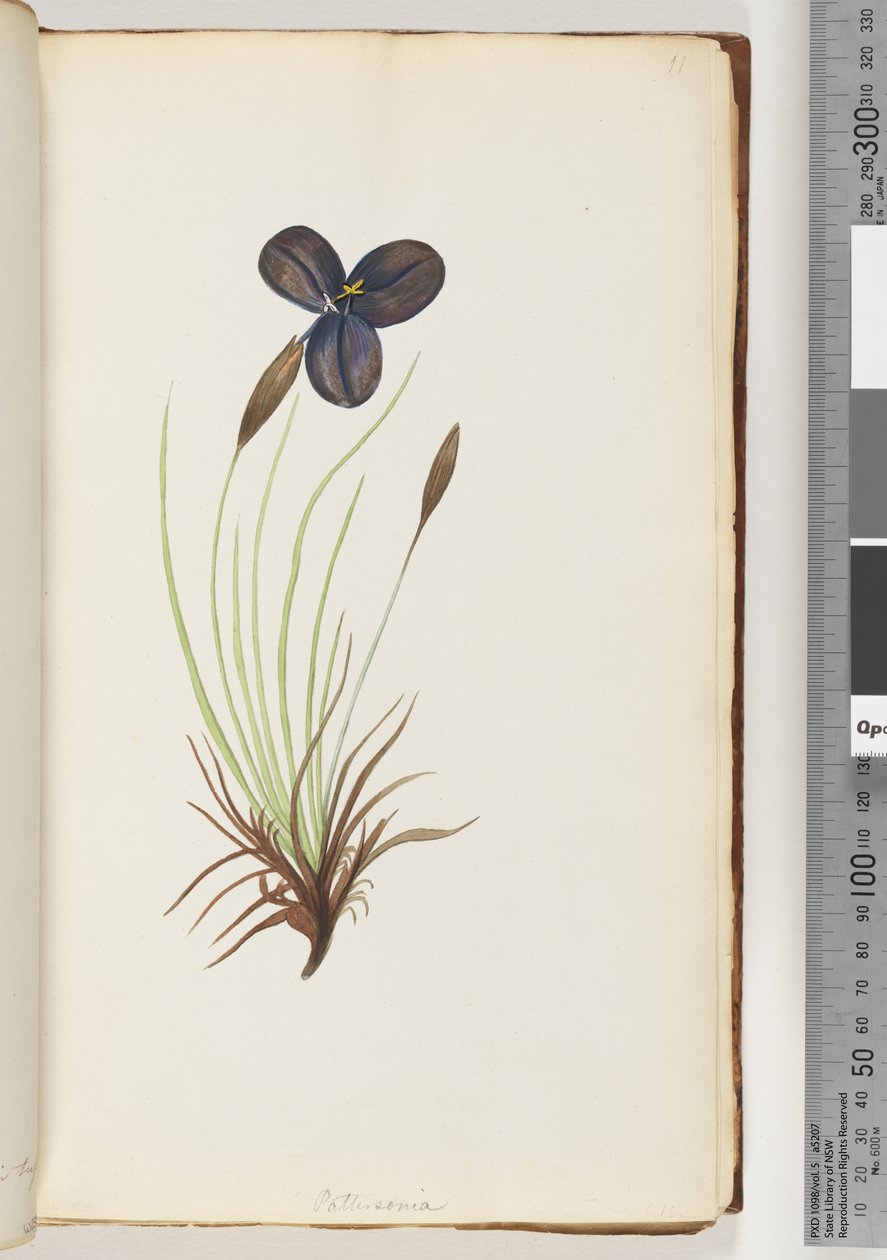 Side 11. Pattersonia av Unknown artist