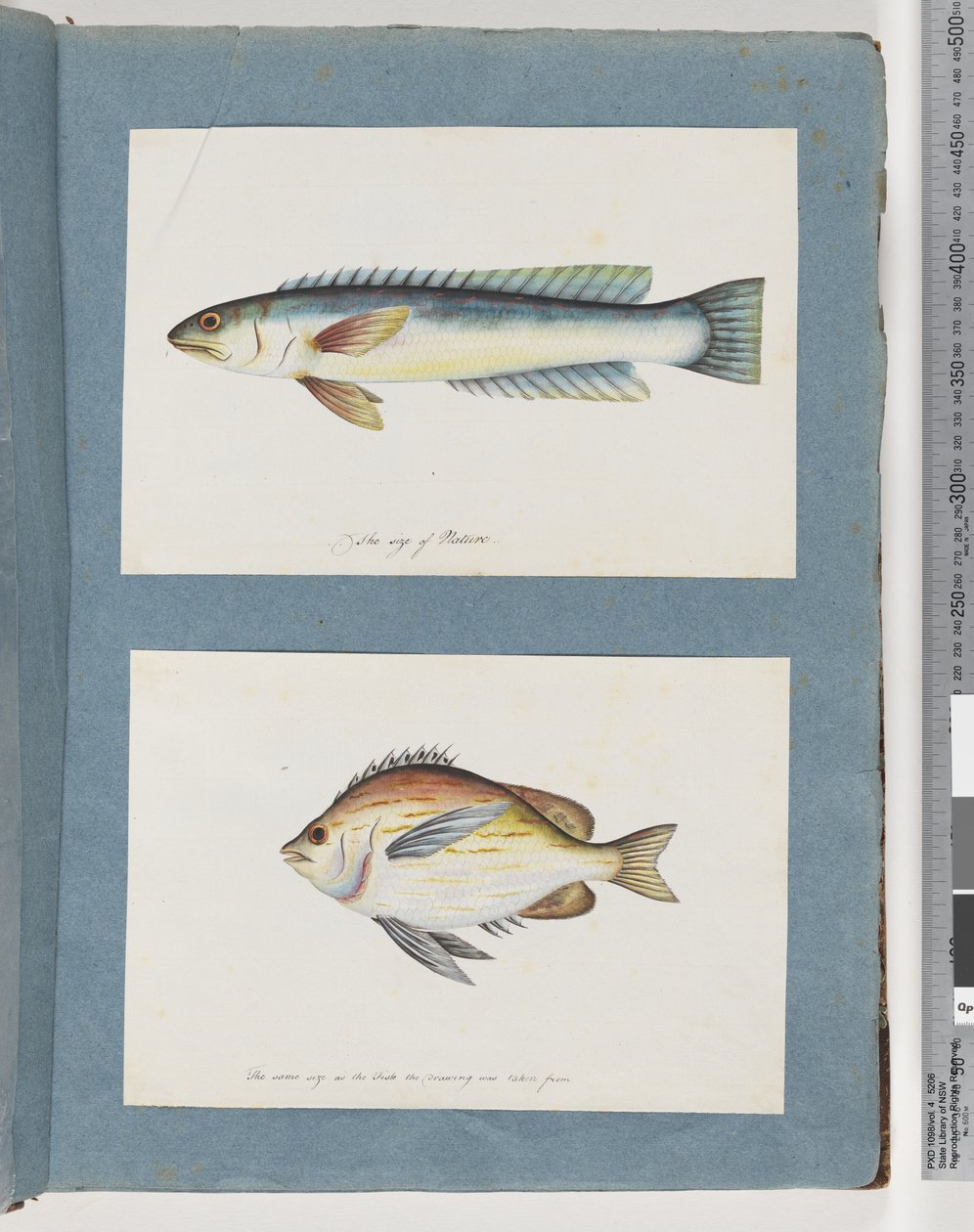 Side 11. Uidentifisert fisk. 12. Uidentifisert fisk av Unknown artist
