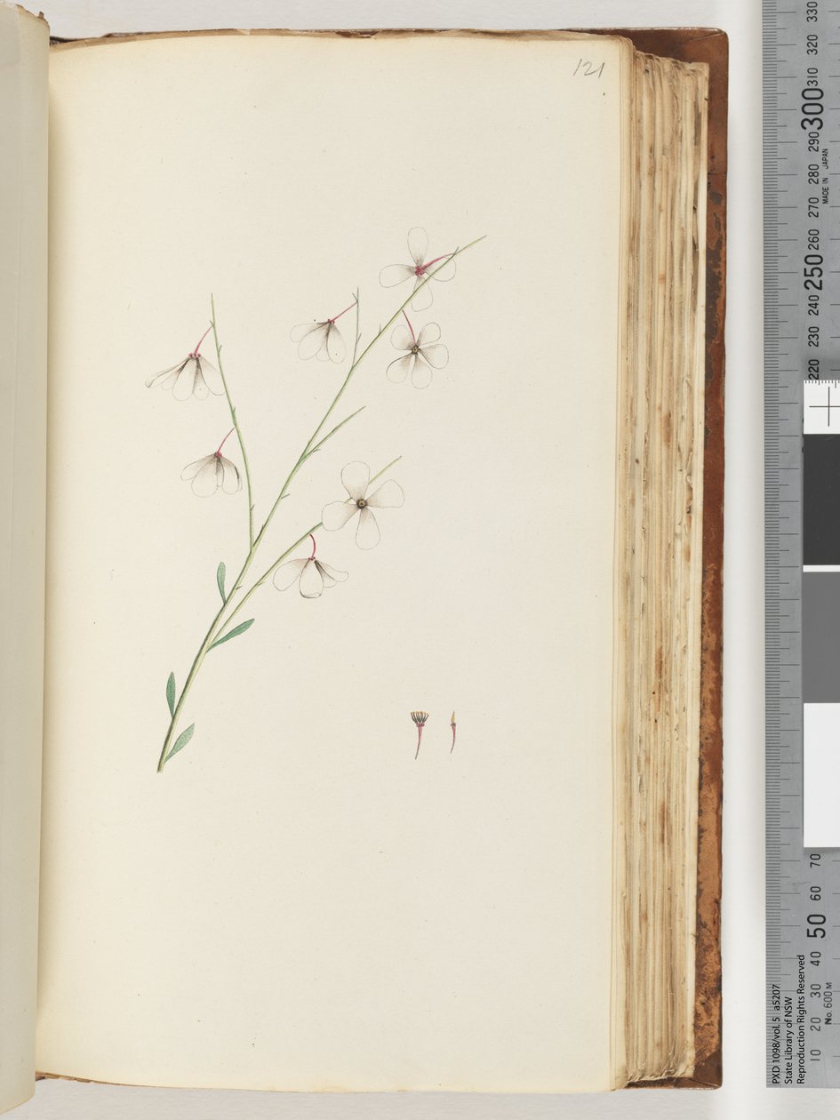 Side 121. Uidentifisert plante av Unknown artist