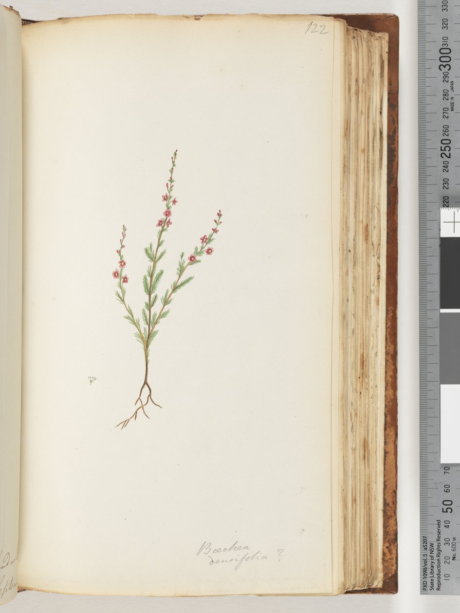 Side 122. Baeckea densifolia, ev av Unknown artist