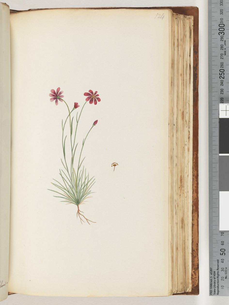 Side 124. Uidentifisert plante av Unknown artist