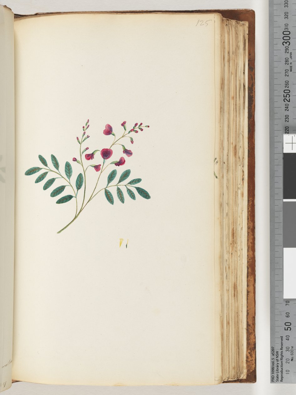 Side 125. Uidentifisert plante av Unknown artist