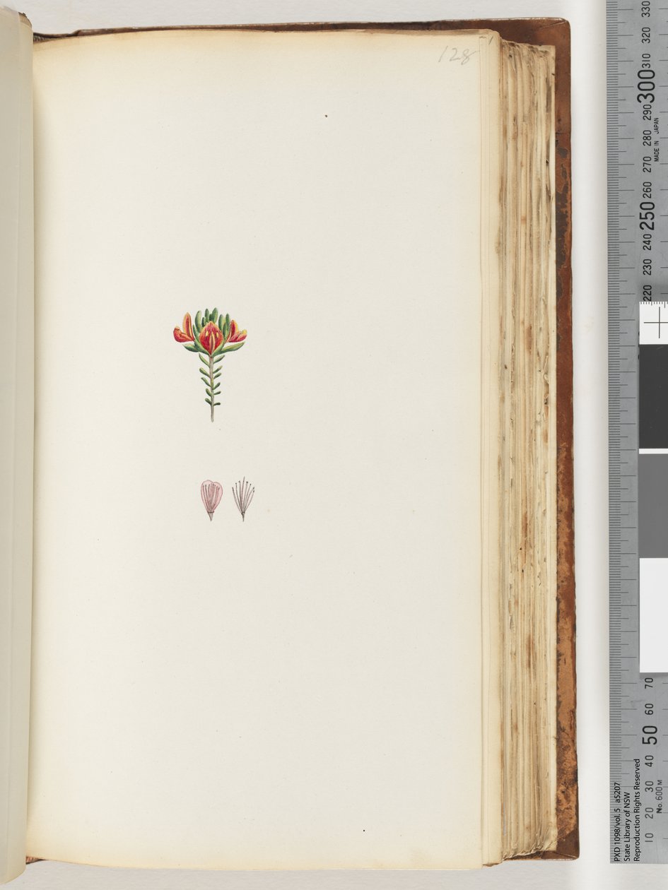 Side 128. Uidentifisert plante av Unknown artist