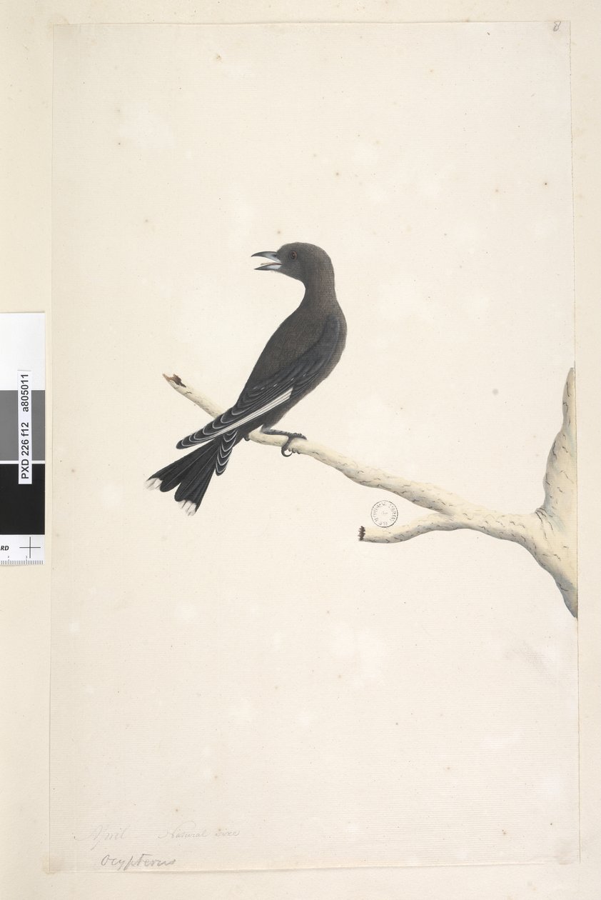 Side 12. Ocypterus. over tittel i annen hånd april,  naturlig størrelse Dusky Wood, Swallow Artamus cyanopterus, 1791-92 av Unknown artist