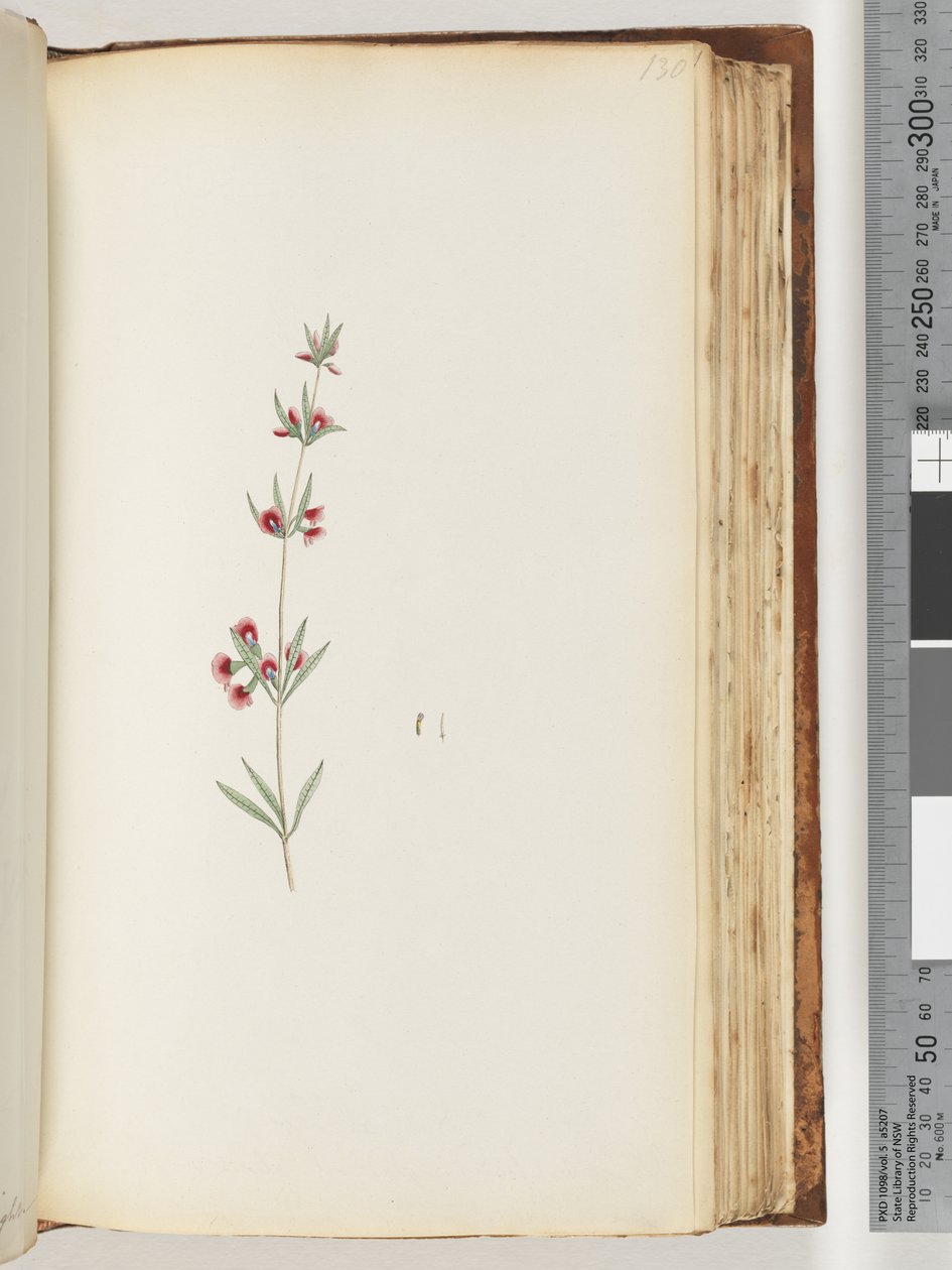 Side 130. Uidentifisert plante av Unknown artist