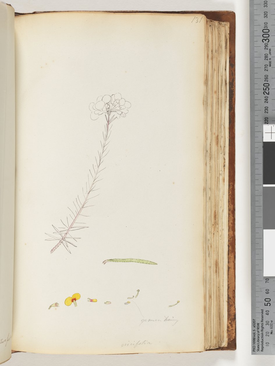Side 131. Germen hairy / Ericifolia uferdig tegning av Unknown artist