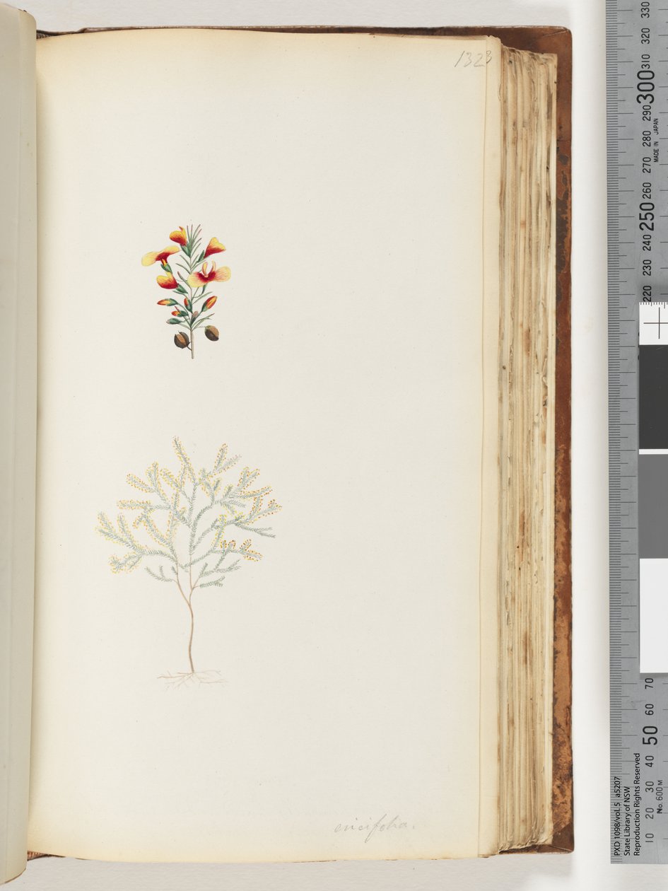 Side 132. Ericifolia av Unknown artist