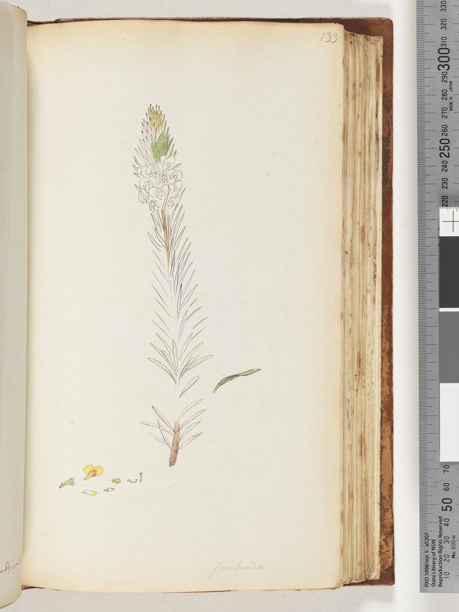 Side 133. Floribunda uferdig tegning av Unknown artist