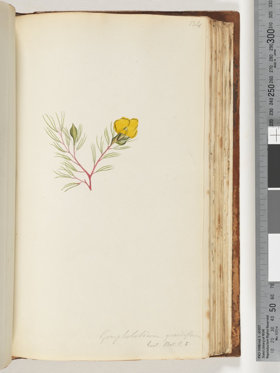 Side 134. Gompholobium grandiflorum / Exot. Bot. t. 5 av Unknown artist
