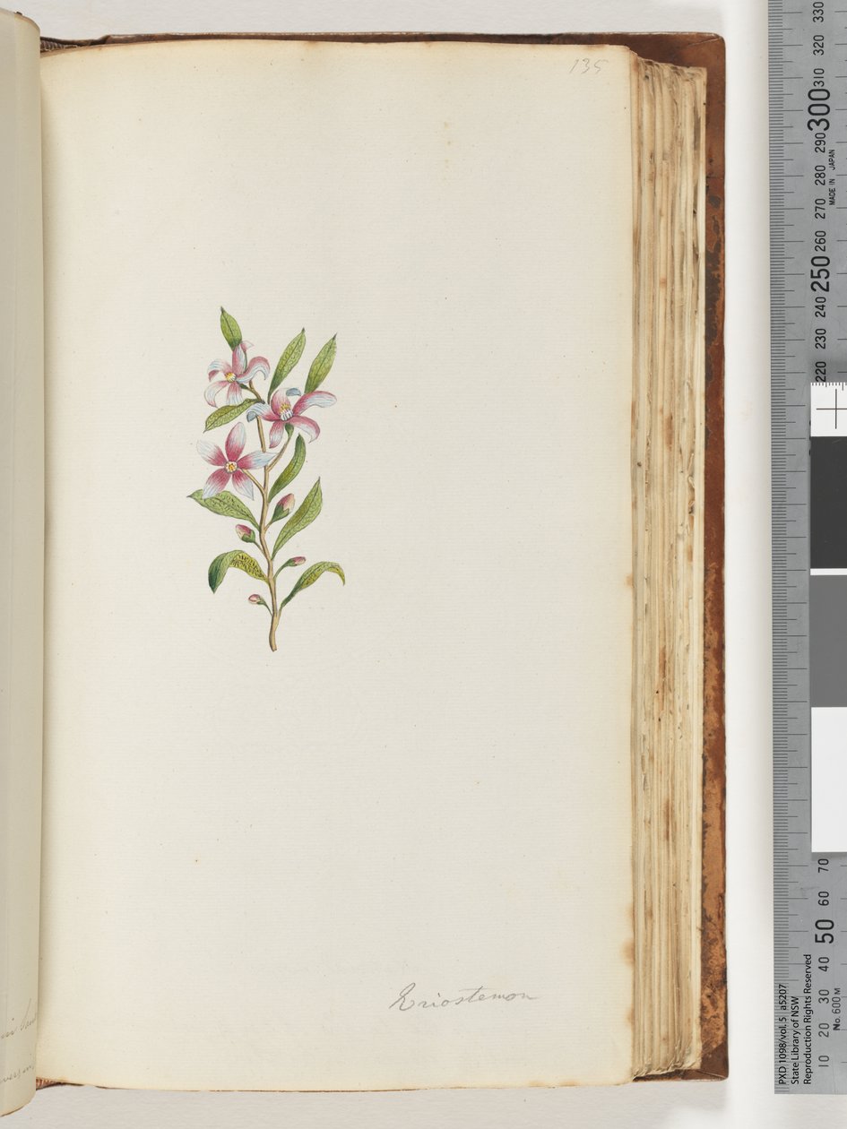 Side 135. Eriostemon av Unknown artist