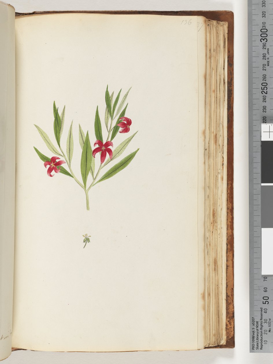 Side 136. Uidentifisert plante av Unknown artist
