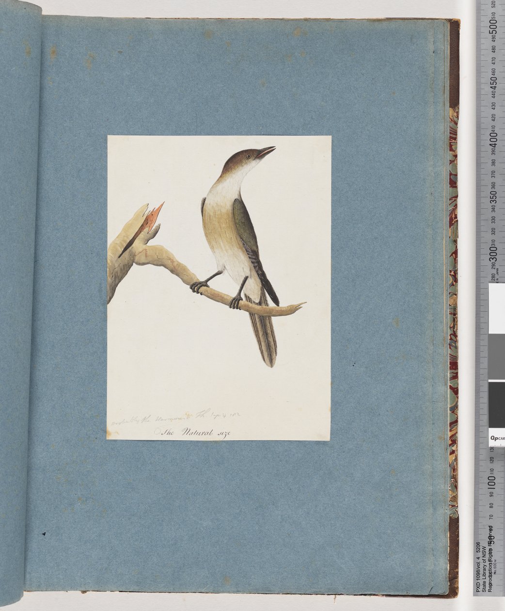 Side 137. Uidentifisert fugl, muligens Harmonic Thrush av Unknown artist