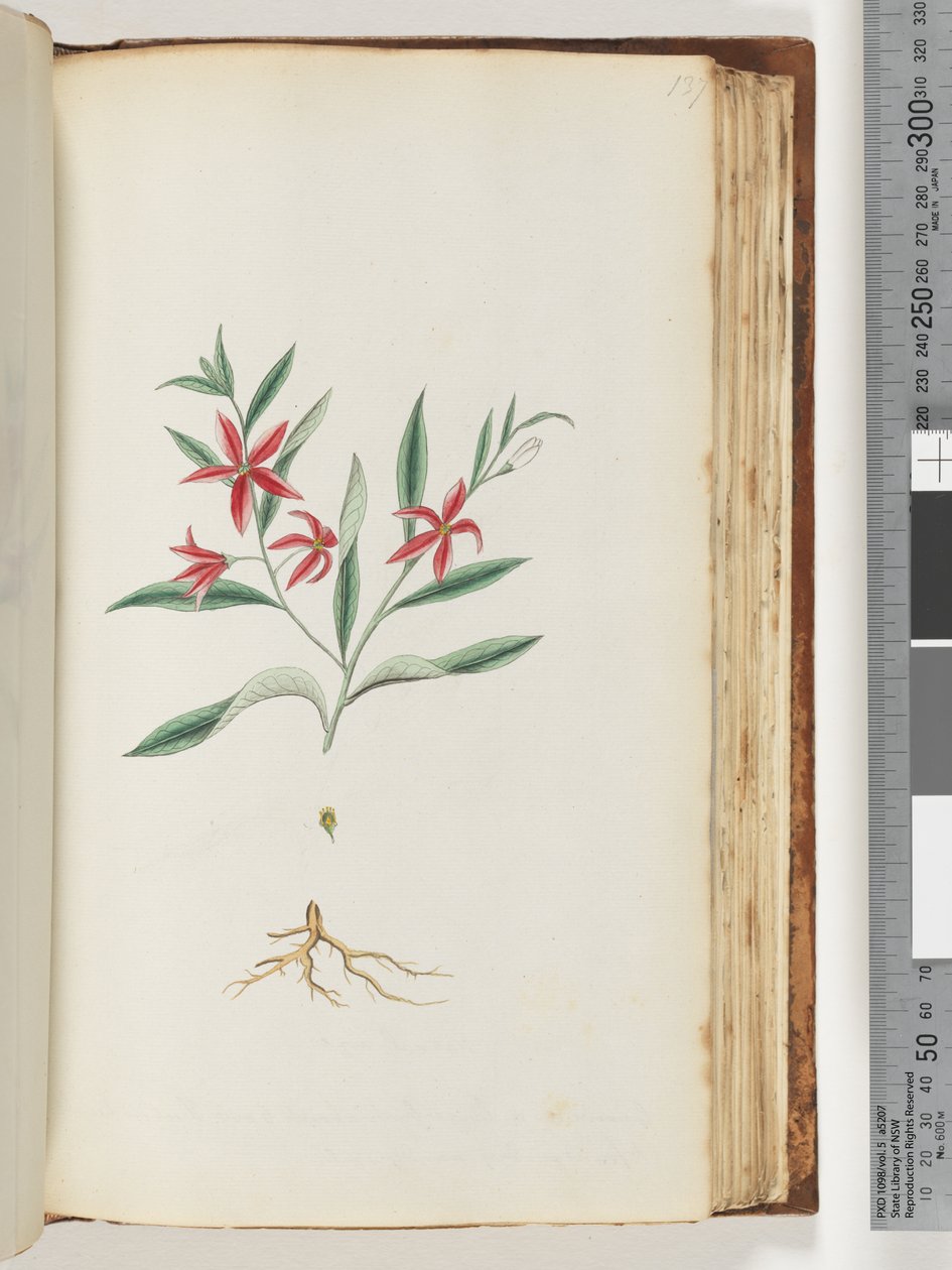 Side 137. Uidentifisert plante av Unknown artist