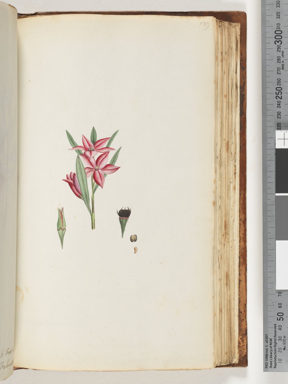 Side 139. Unavngitt blomstrende plante av Unknown artist