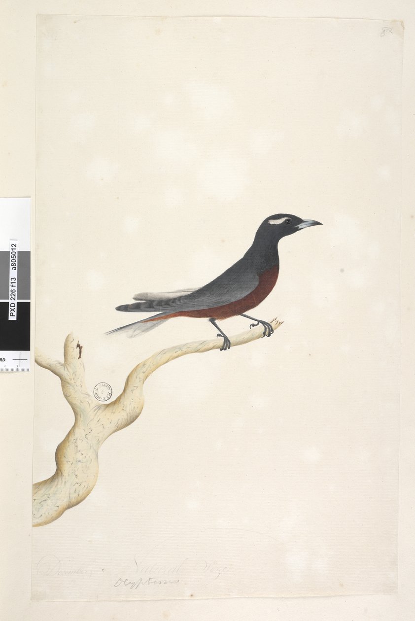 Side 13. Ocyptamus. over tittel i annen hånd desember. Naturlig størrelse Hvit, Browed Wood Swallow Artamus superciliosus, hann, 1791-92 av Unknown artist