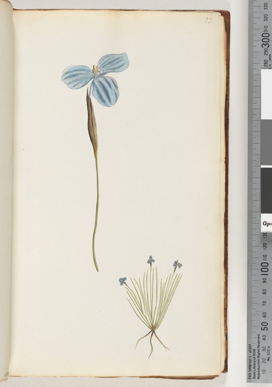 Side 13. Uidentifisert plante av Unknown artist