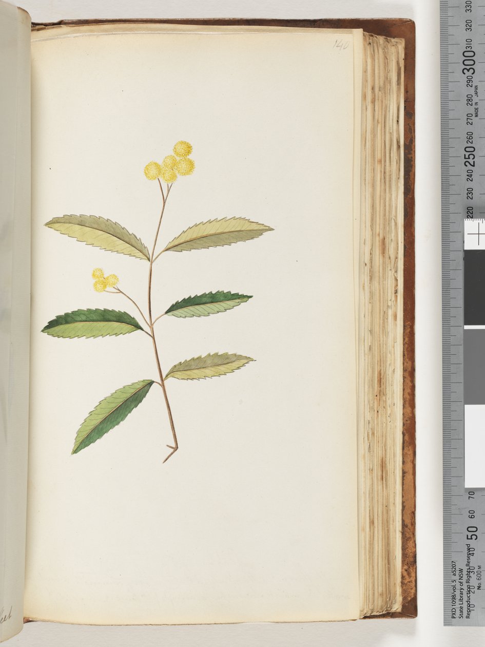 Side 140. Uidentifisert blomst, oktober 1794 av Unknown artist