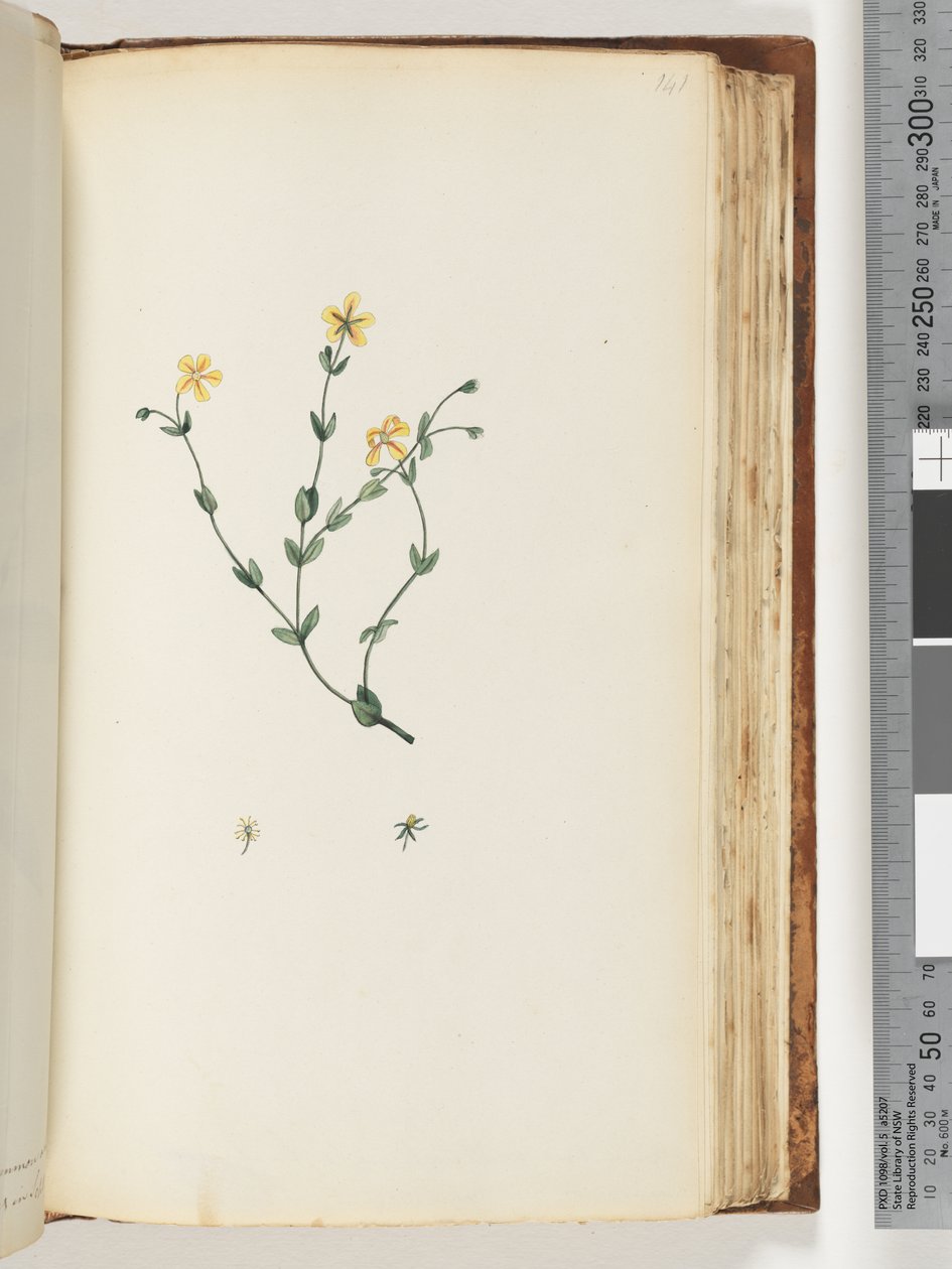 Side 141. Uidentifisert plante av Unknown artist