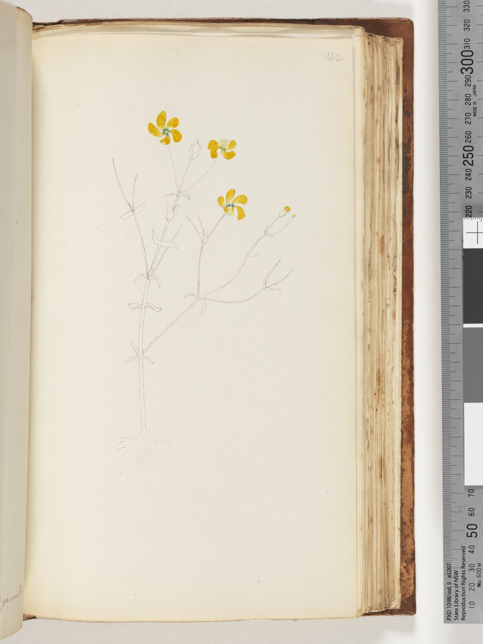 Side 142. Ingen inskripsjon, uferdig tegning, uidentifisert plante av Unknown artist