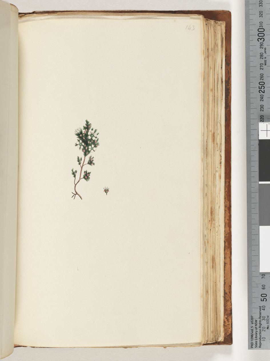 Side 143. Uidentifisert plante av Unknown artist