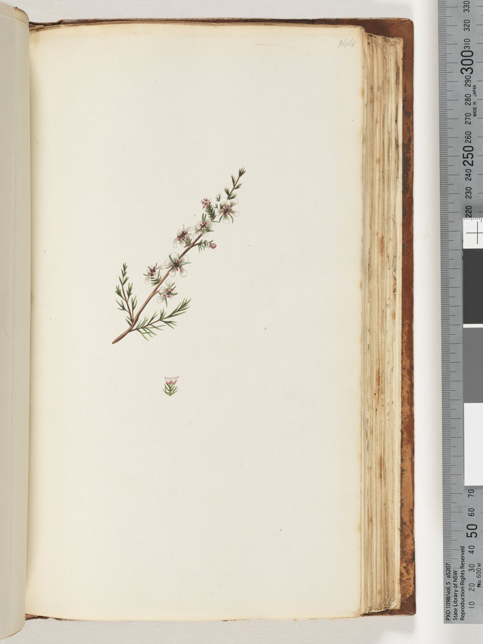 Side 144. Uidentifisert plante av Unknown artist