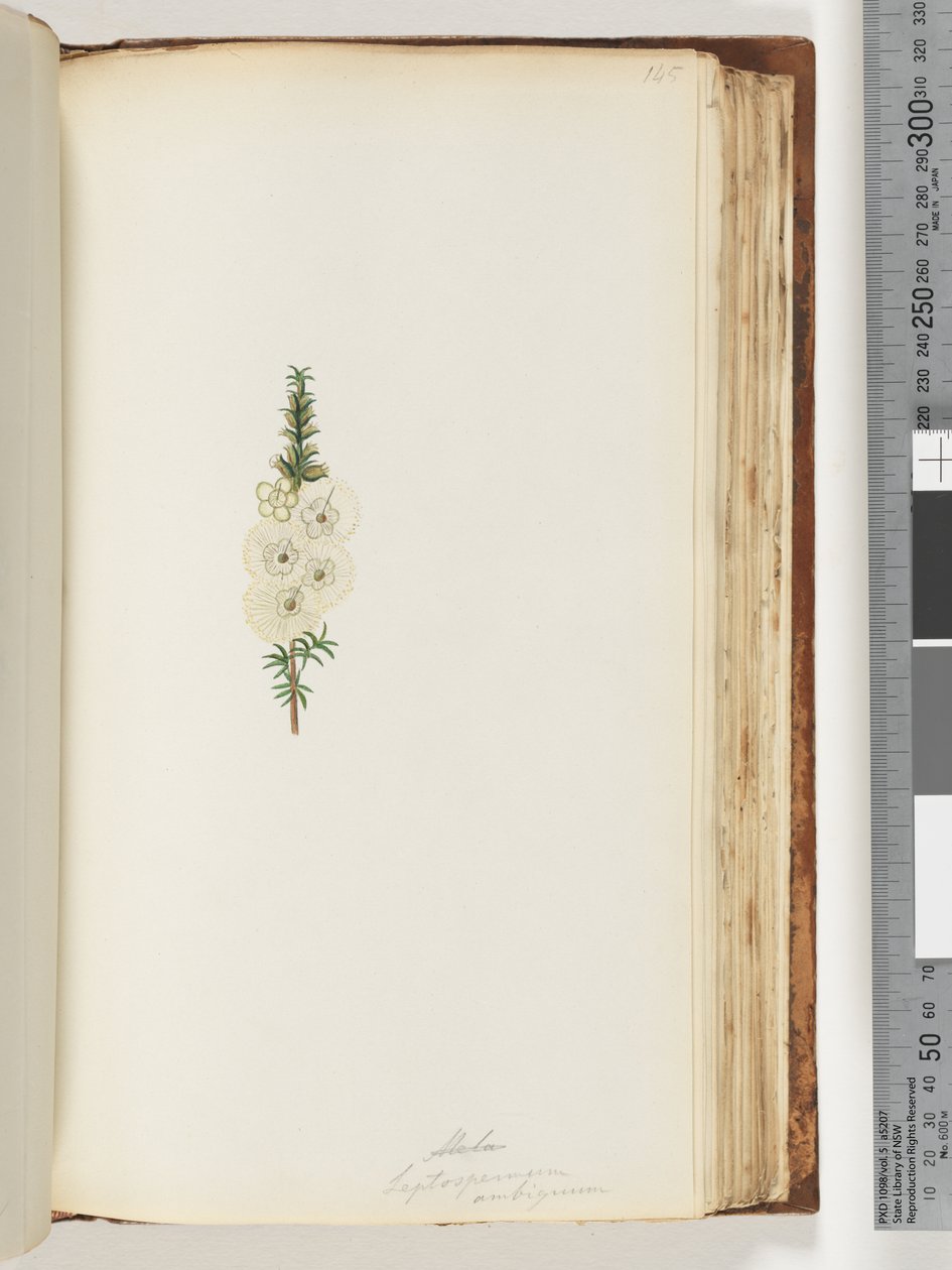 Side 145. Alela / Leptospermum ambiguum av Unknown artist
