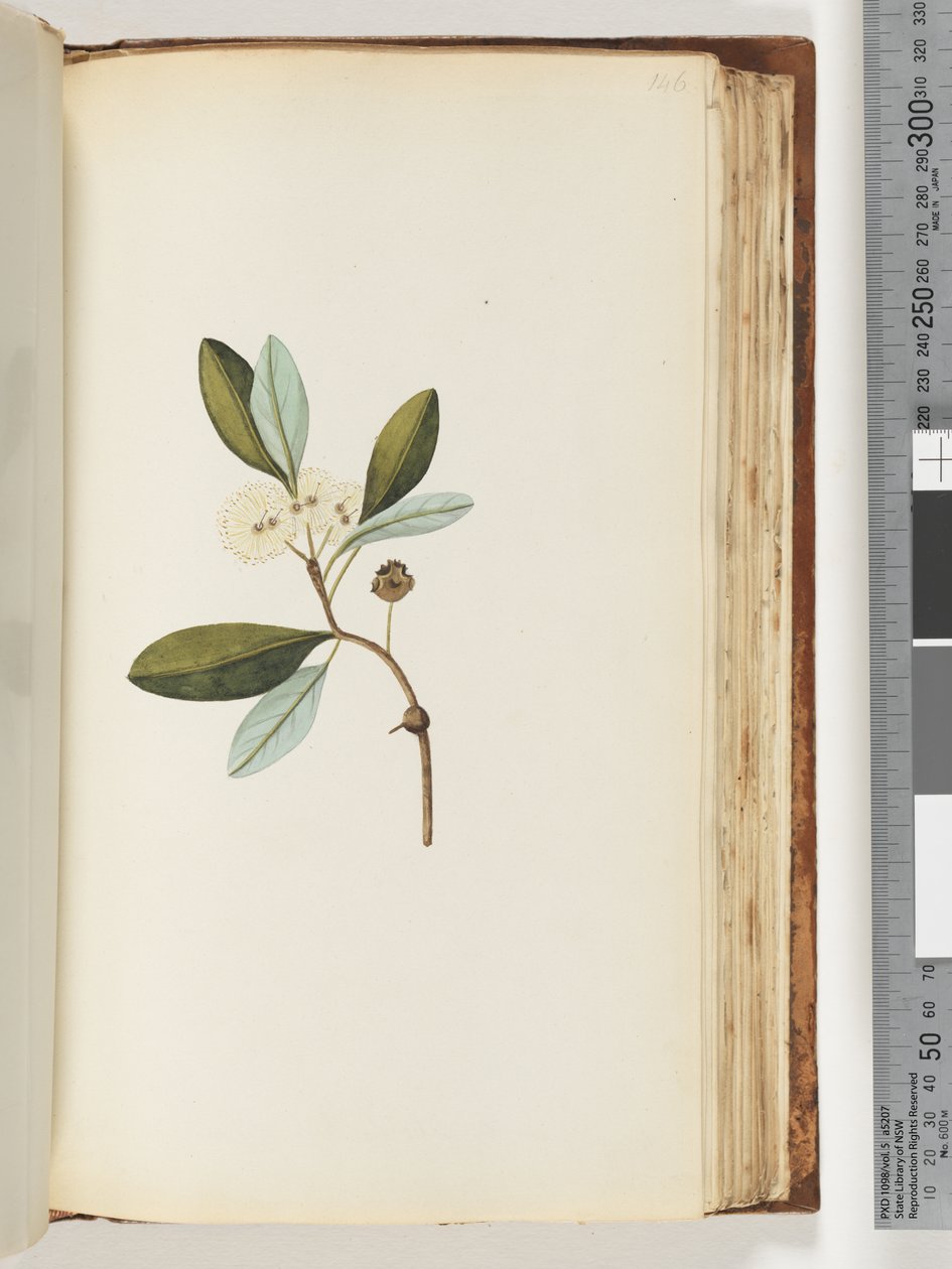 Side 146. Uidentifisert plante av Unknown artist