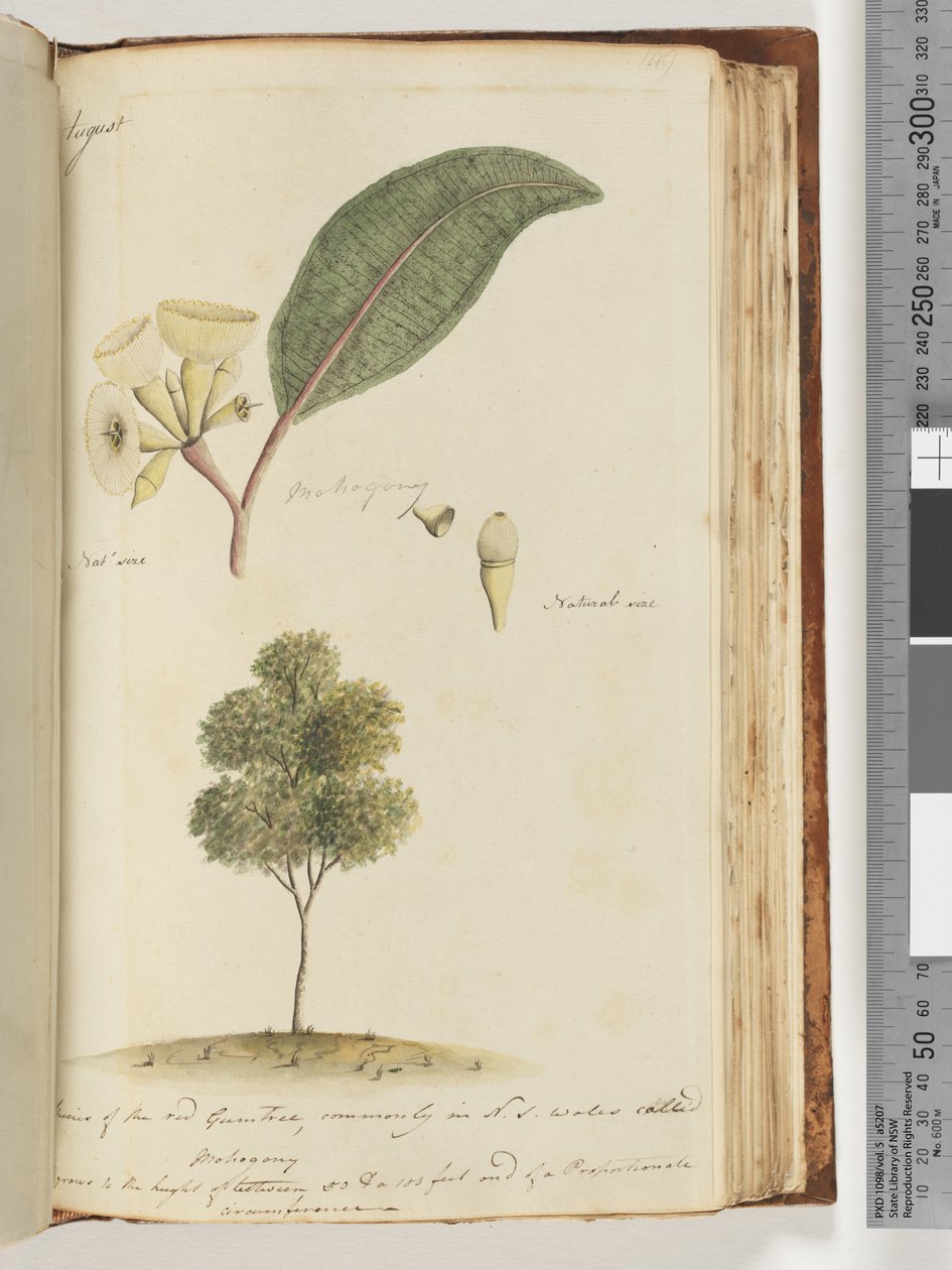 Side 149. Naturlig størrelse, en art av det røde gummitreet, vanligvis i N.S.W kalt Mohogony av Unknown artist