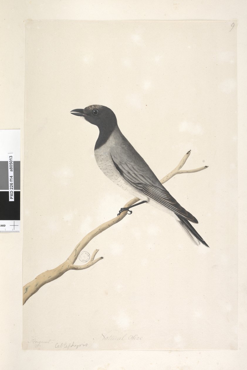 Side 14. Ceblephyris. over tittel i annen hånd August. Naturlig størrelse Little Cuckoo, Shrike? Coracina robusta, 1791-92 av Unknown artist