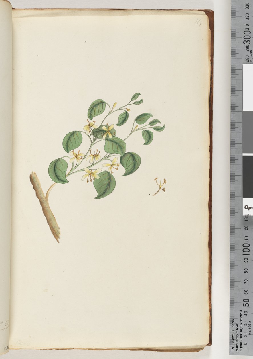 Side 14. Uidentifisert plante av Unknown artist