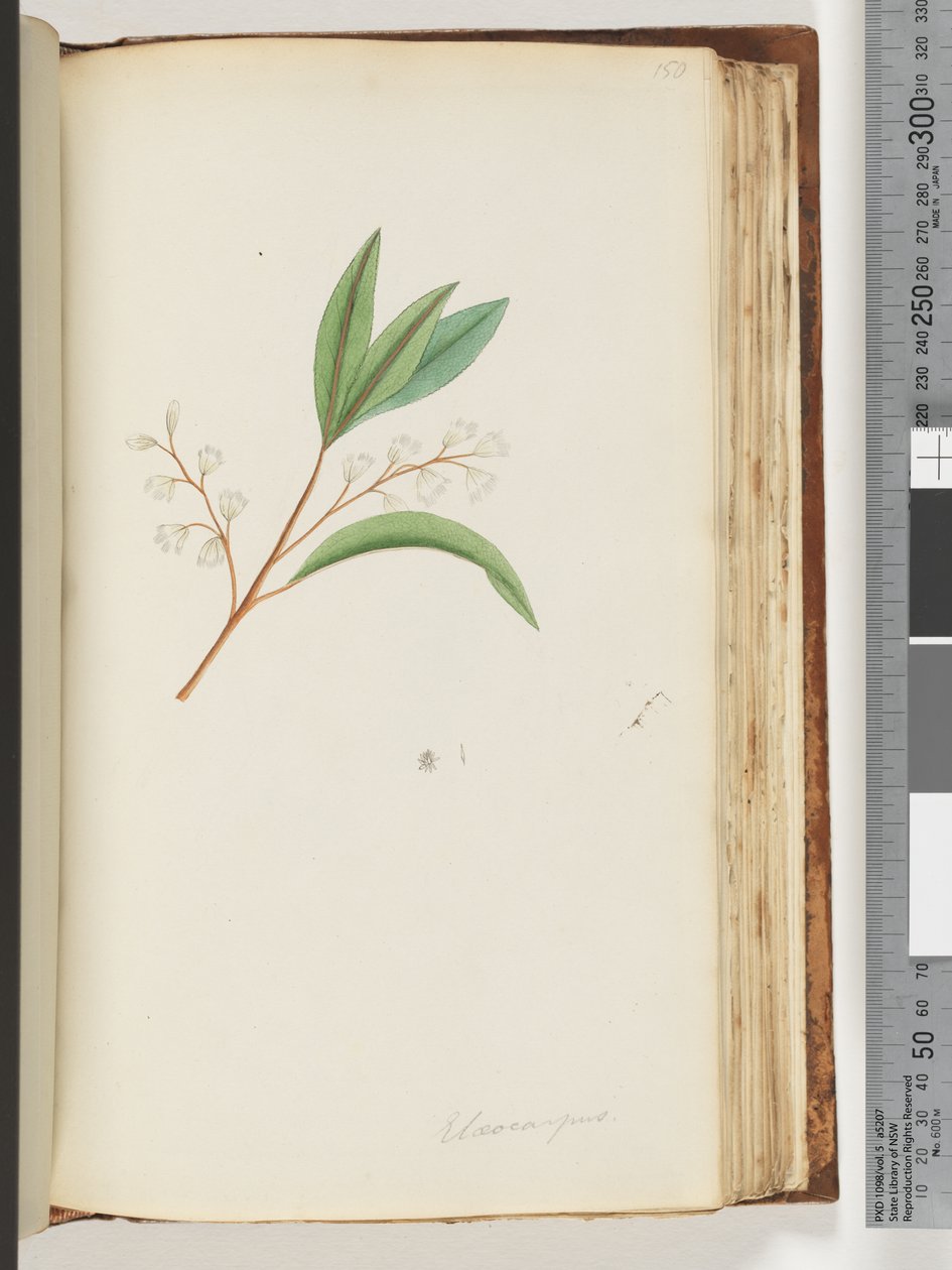 Side 150. Elaeocarpus av Unknown artist