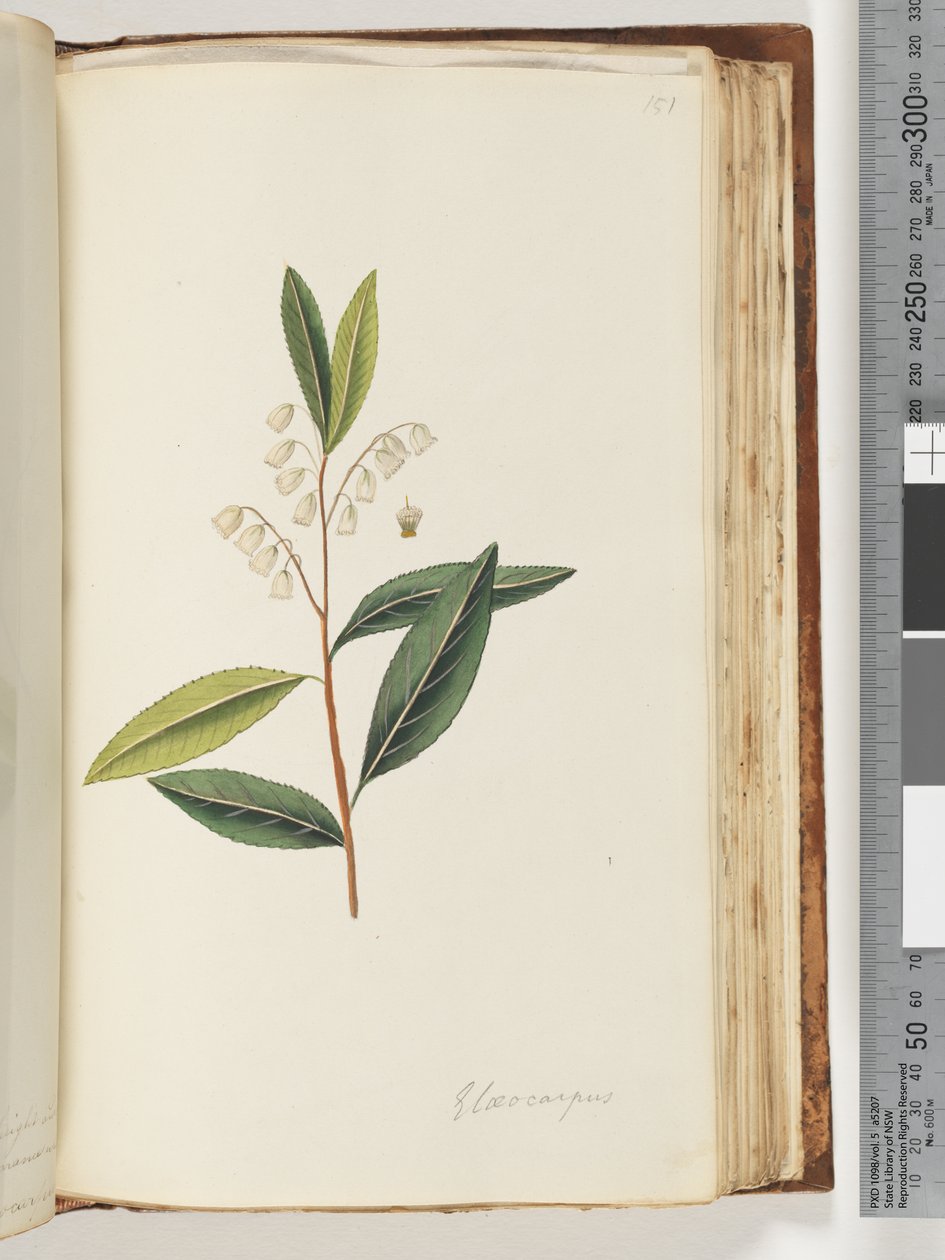Side 151. Elaeocarpus av Unknown artist