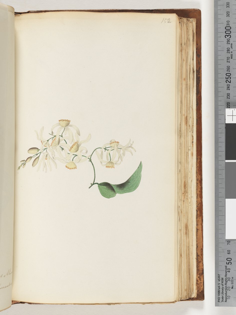 Side 152. En slyngplante eller vedbinge som fletter seg sammen med trær av Unknown artist