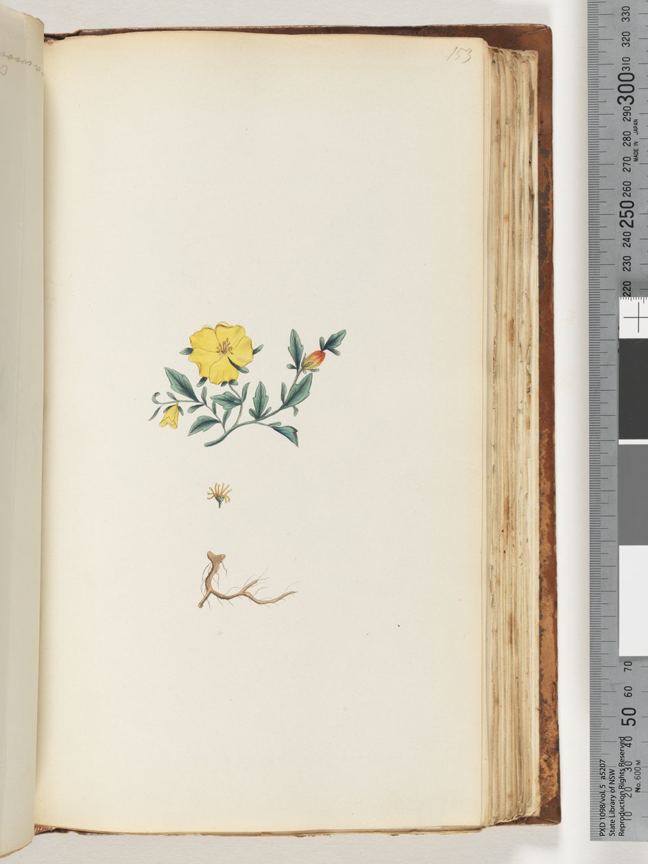 Side 153. Uidentifisert plante av Unknown artist
