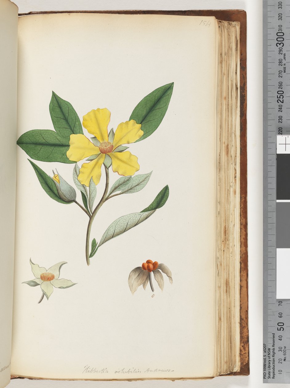 Side 154. Hibbertia volubilis / Andrews Guinea-blomst av Unknown artist