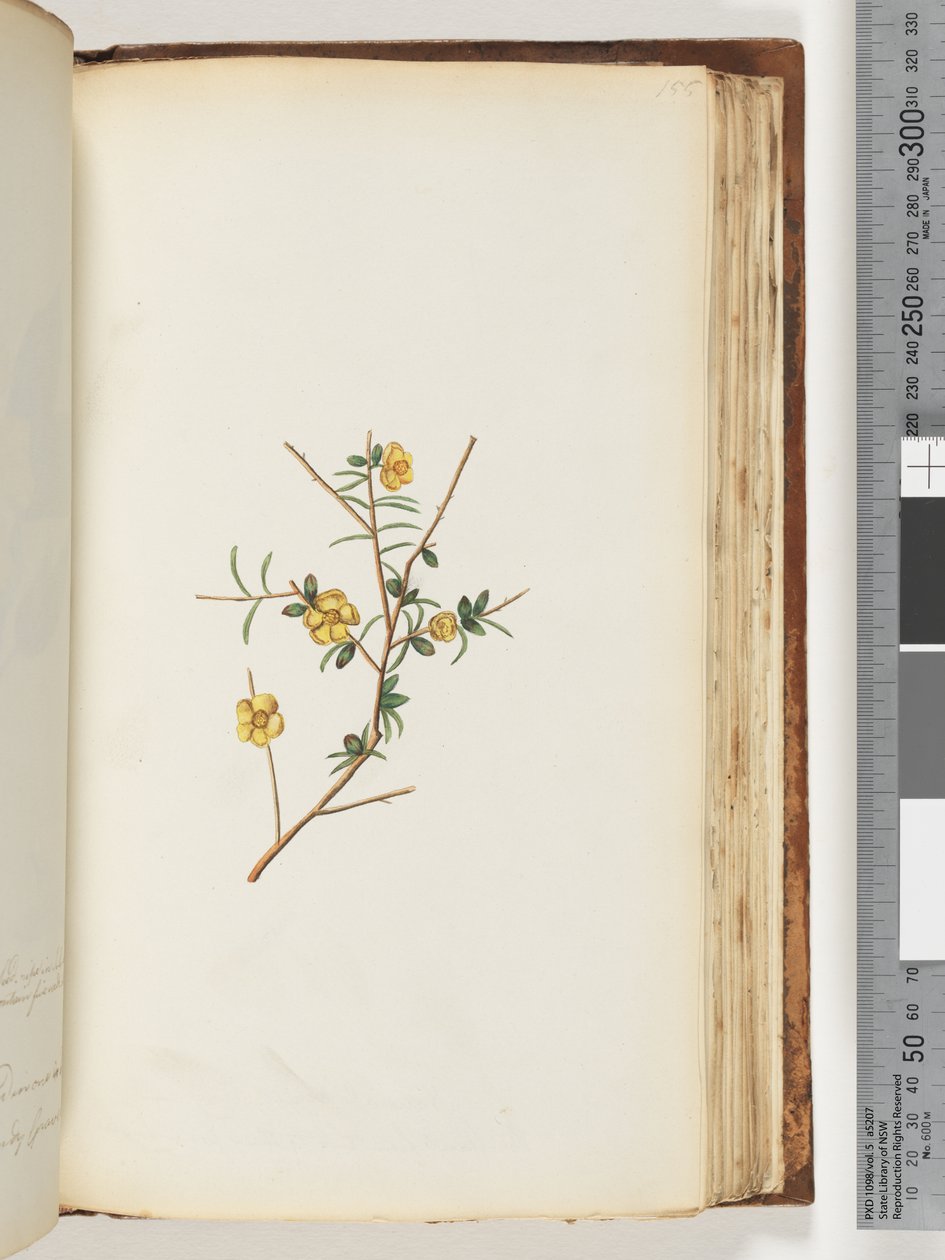 Side 155. Uidentifisert plante av Unknown artist