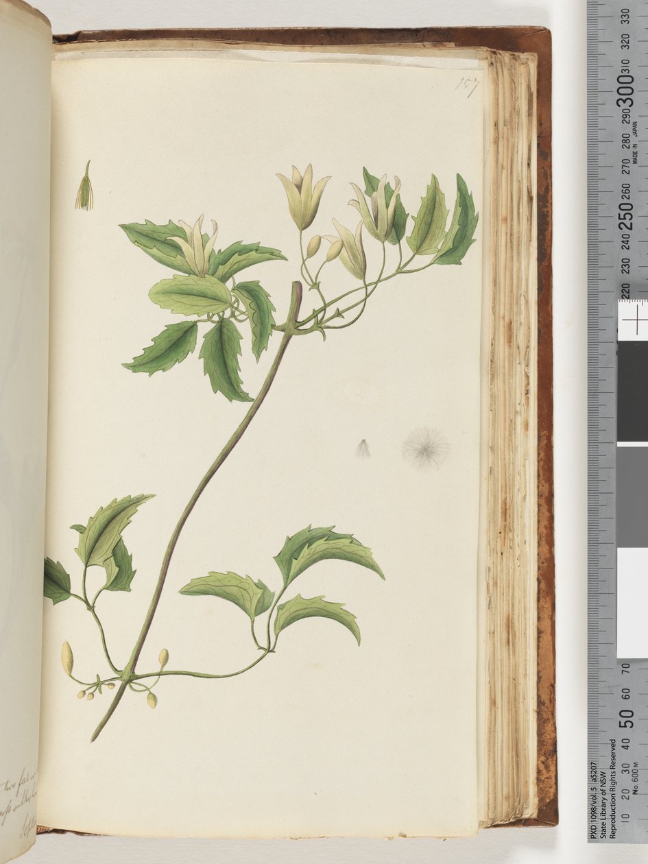 Side 157. Uidentifisert plante av Unknown artist