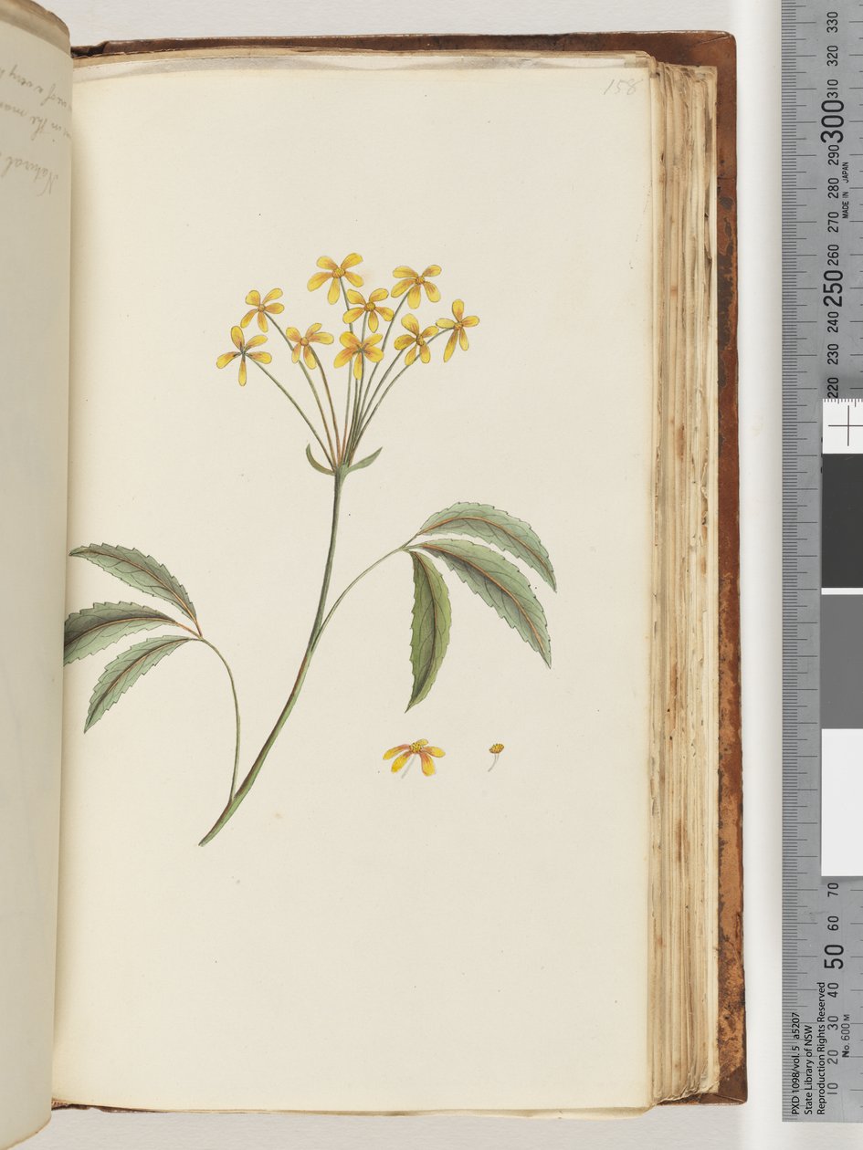 Side 158. Uidentifisert plante av Unknown artist