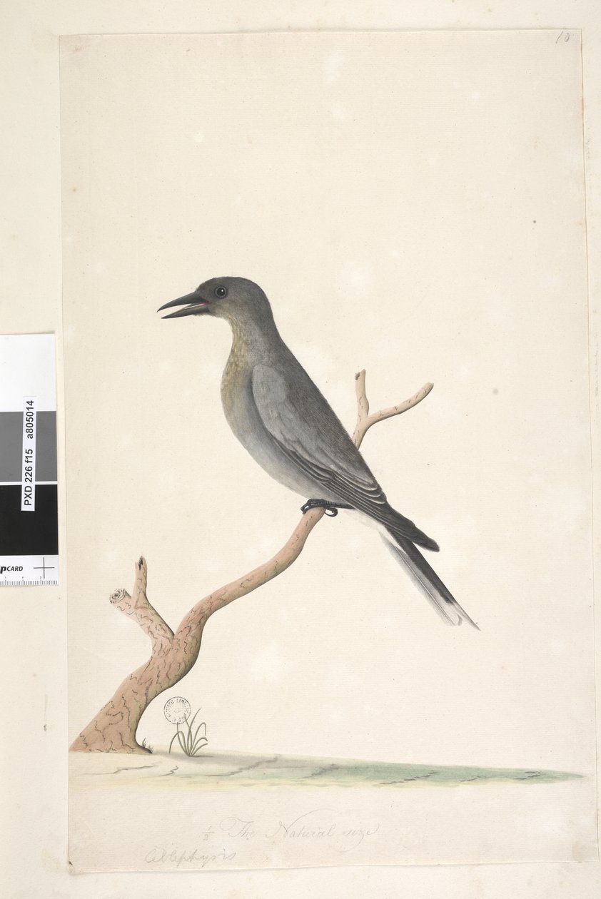 Side 15. Ceblephyris. over tittel i annen hånd den naturlige størrelsen Grå Currawong Strepera versicolor, 1791-92 av Unknown artist