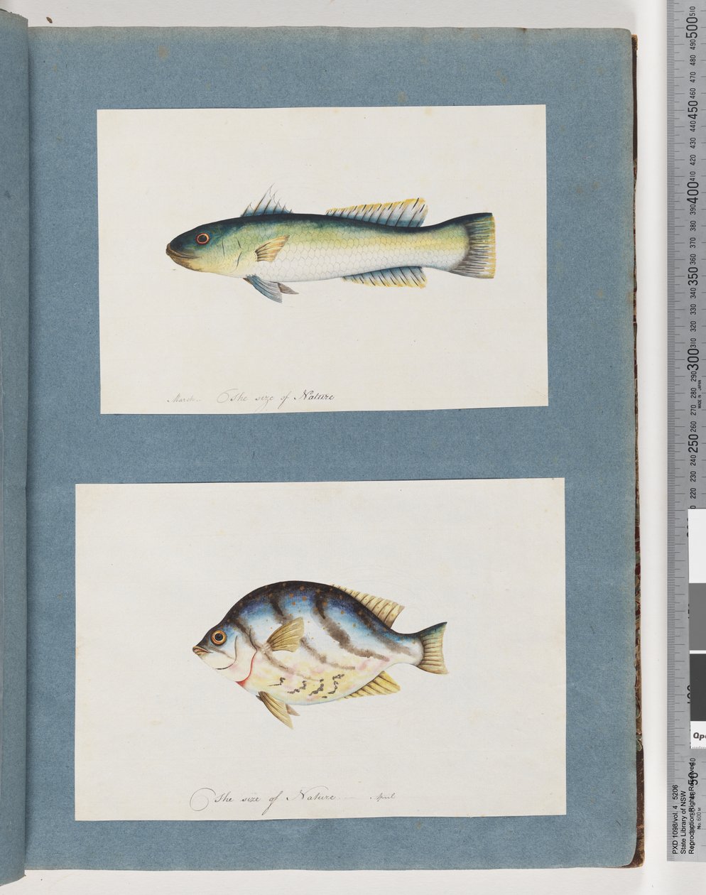 Side 15. Uidentifisert fisk 16. Uidentifisert fisk av Unknown artist