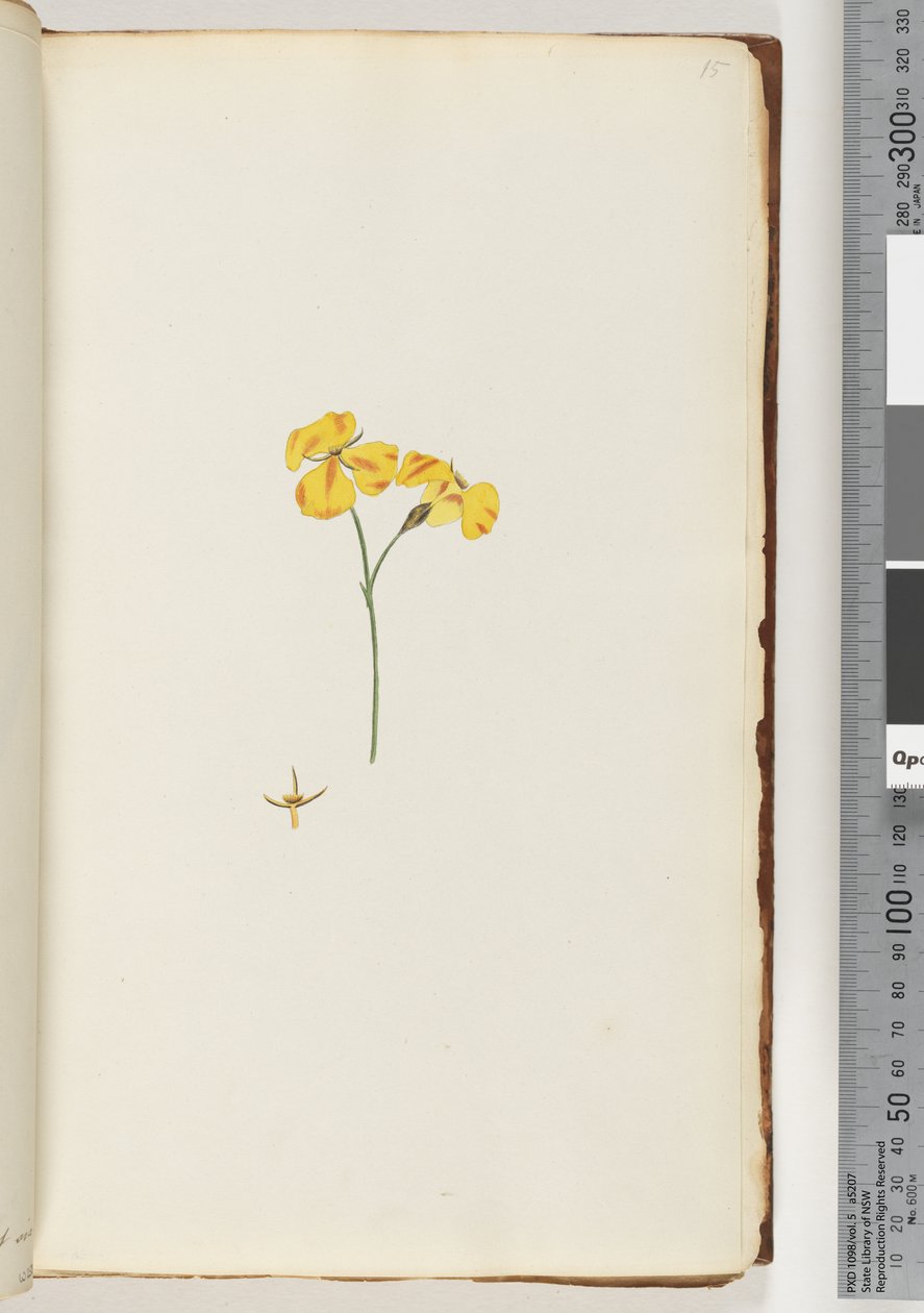 Side 15. Uidentifisert plante av Unknown artist