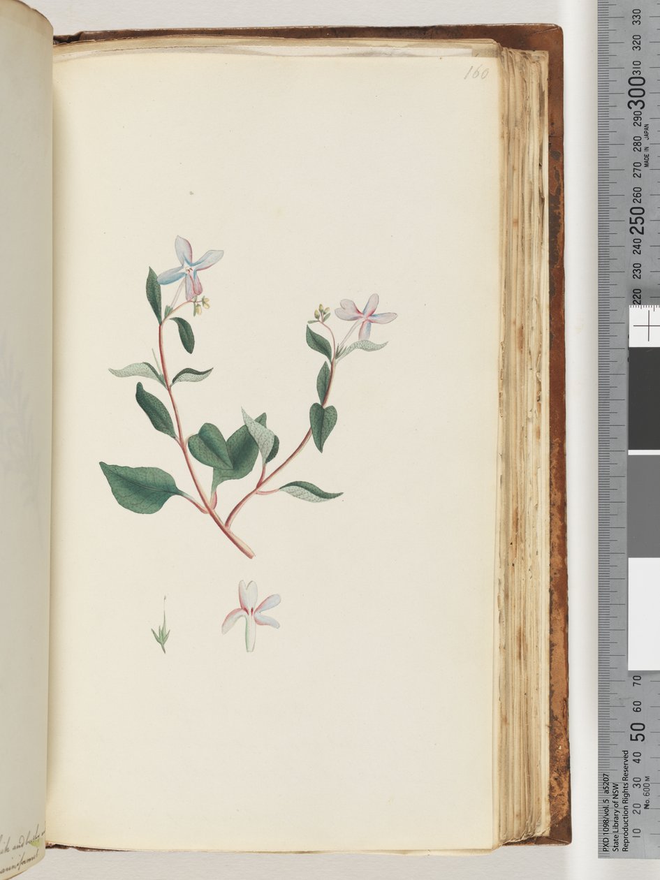 Side 160. Uidentifisert plante av Unknown artist