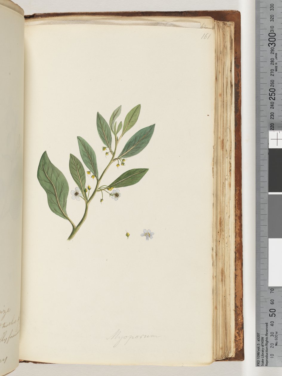 Side 161. Myoporum av Unknown artist