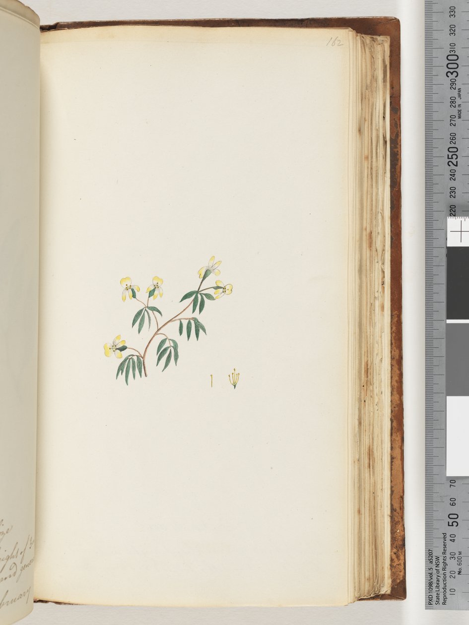 Side 162. Uidentifisert plante av Unknown artist