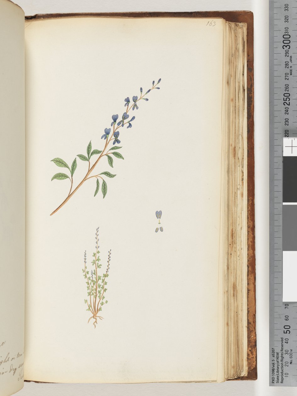 Side 163. Uidentifisert plante av Unknown artist