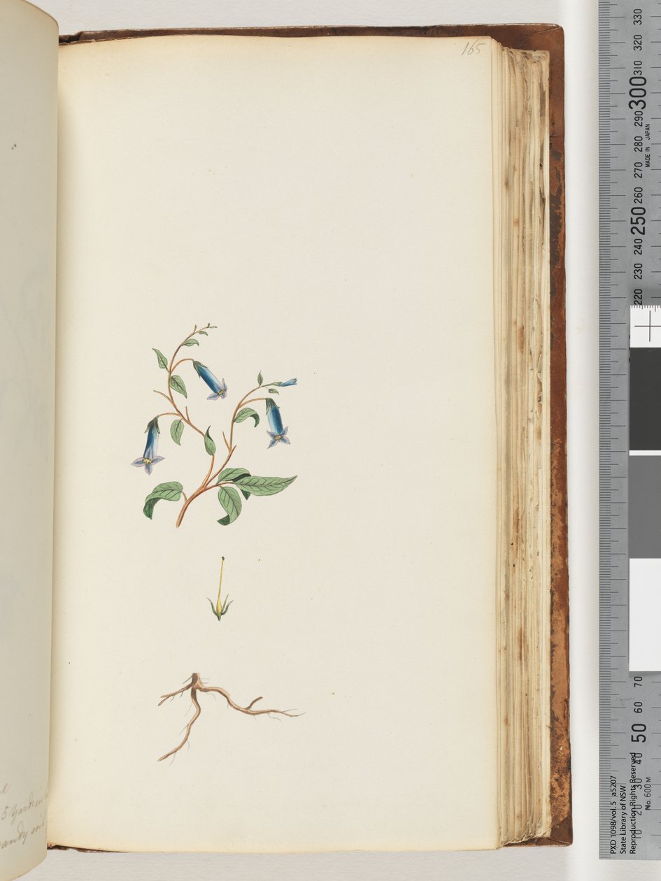 Side 165. Uidentifisert plante av Unknown artist