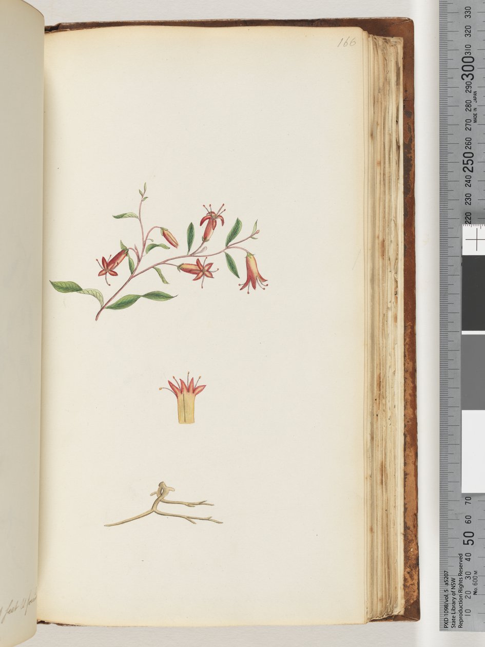 Side 166. Uidentifisert plante av Unknown artist